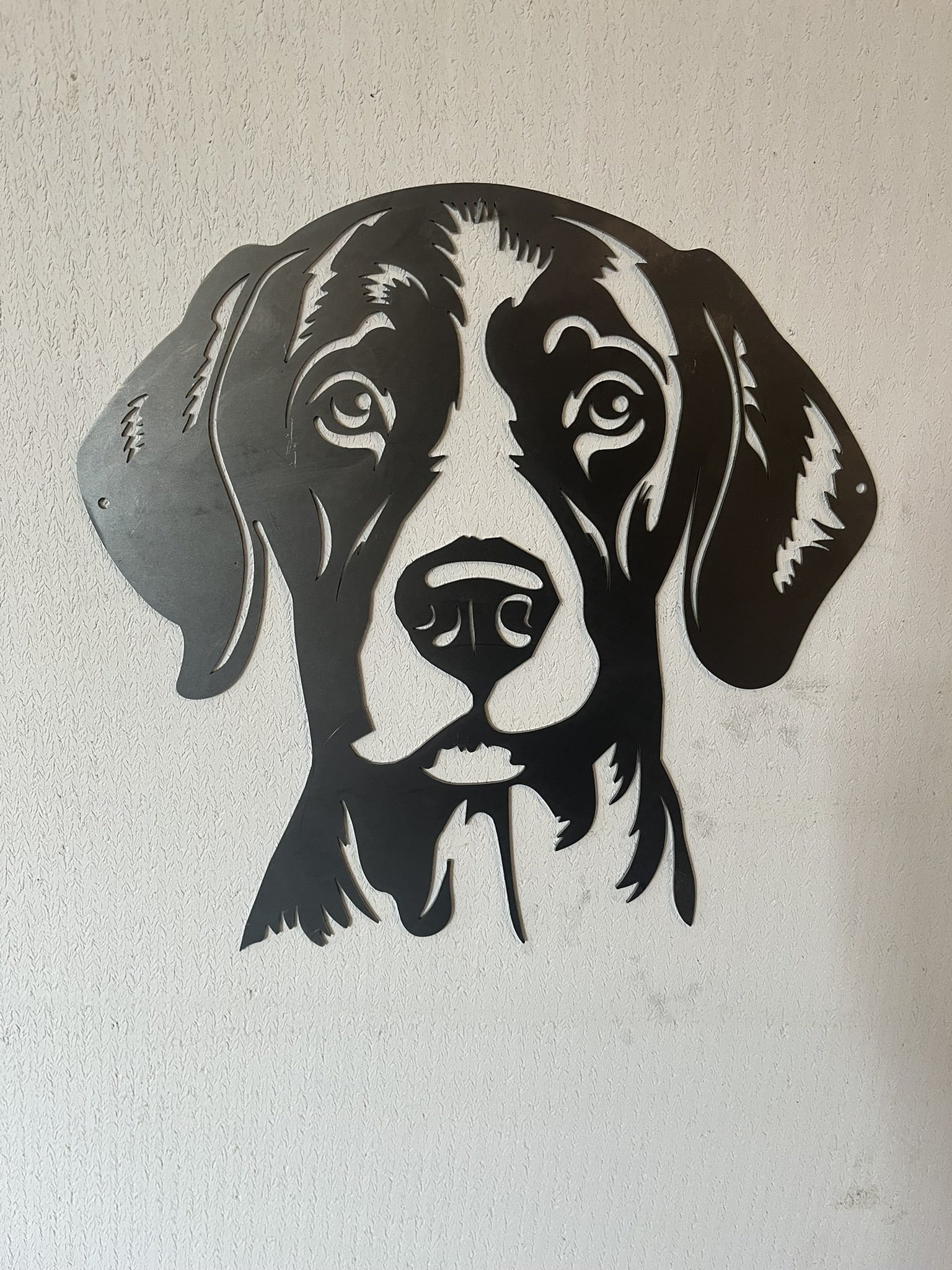 Duitse staande korthaar 1