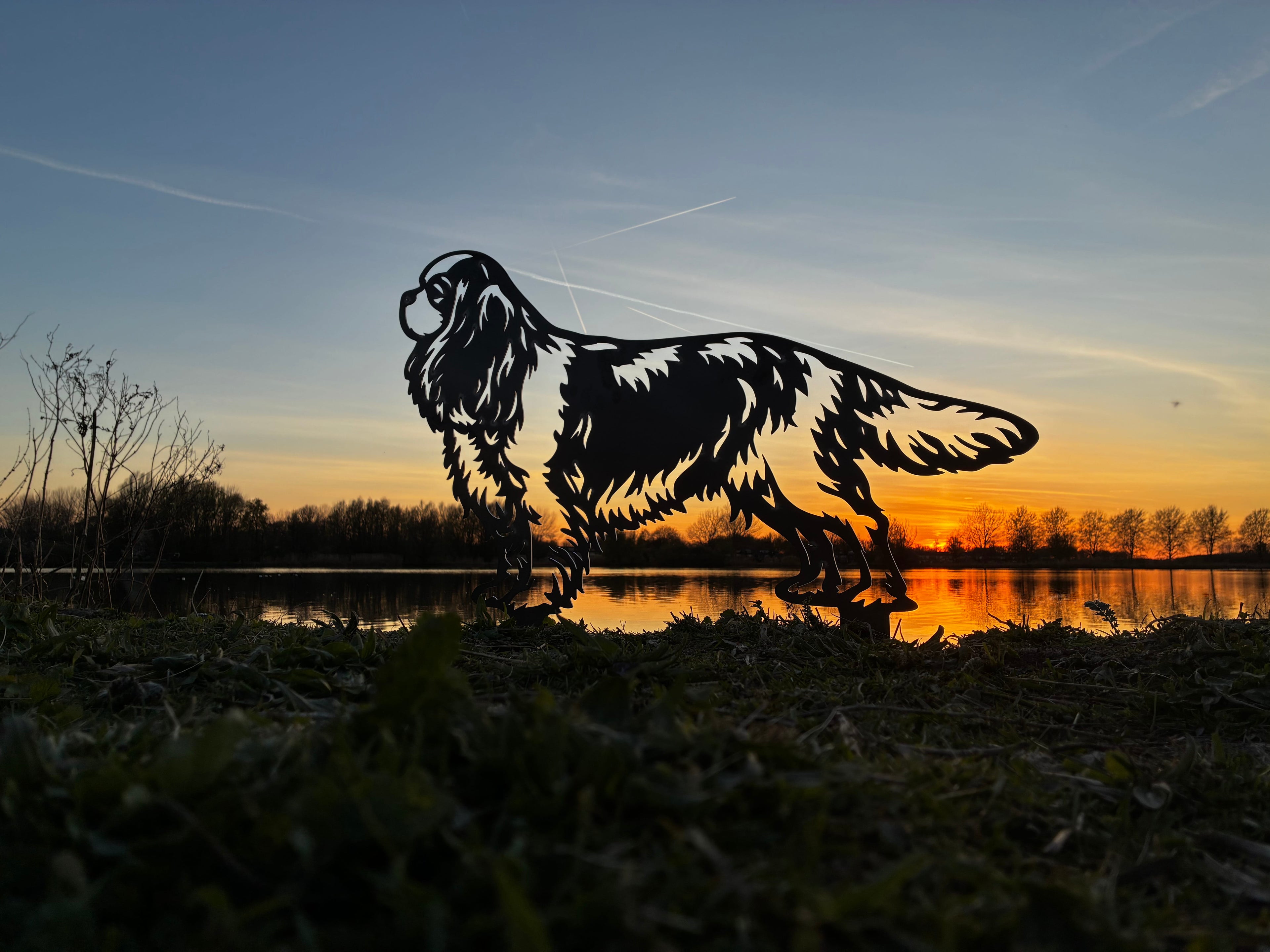 Cavalier King Charles Spaniel