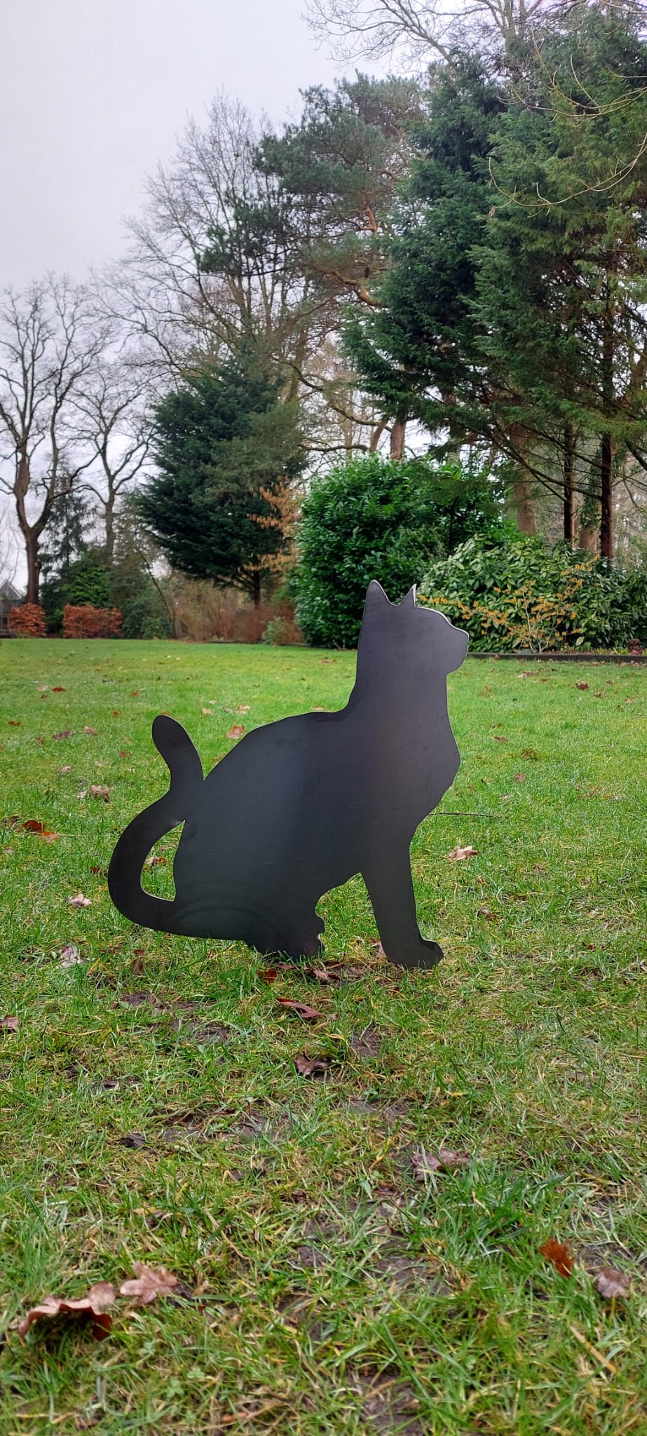 The cat