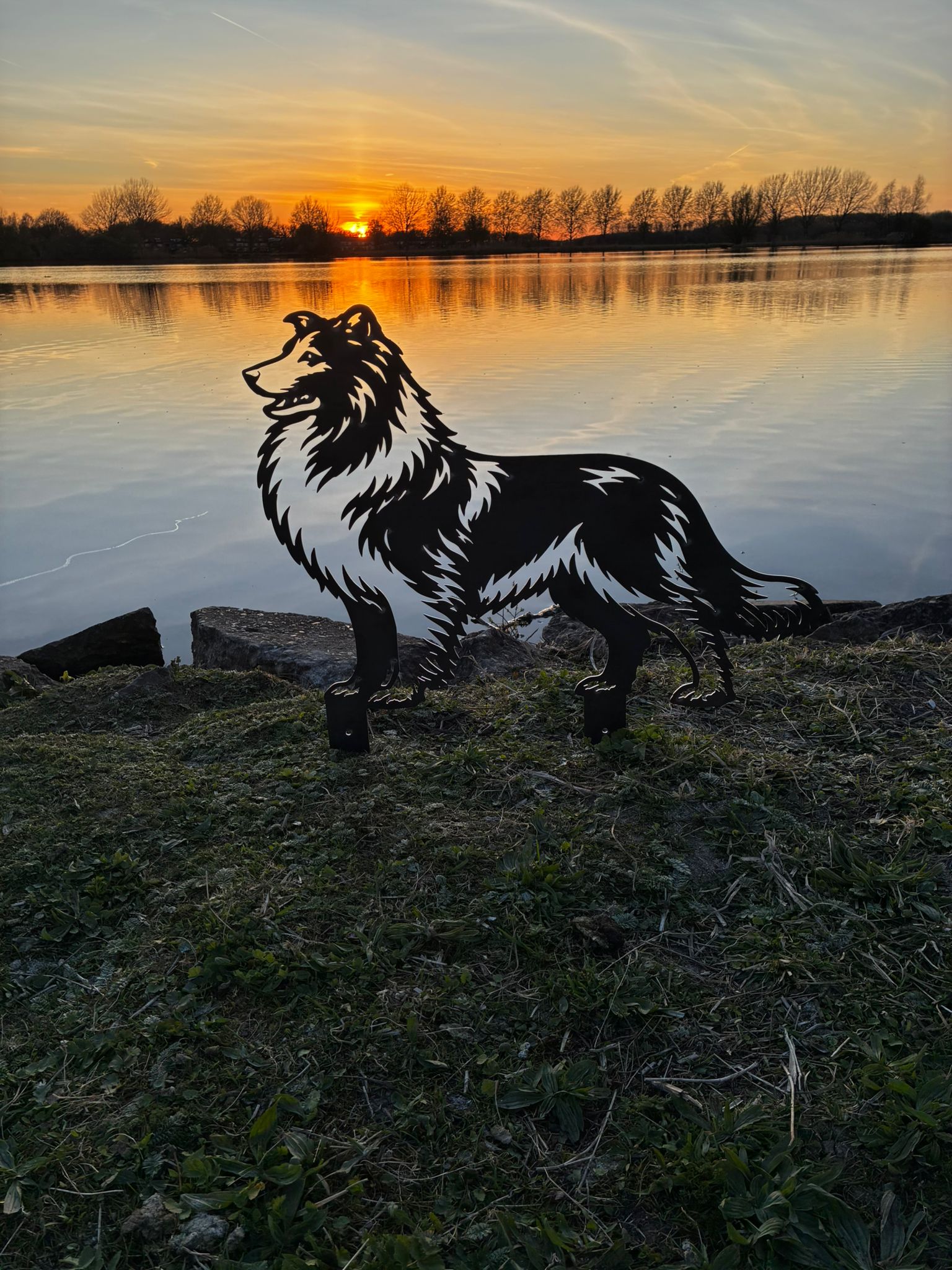 Schotse collie - Levensecht