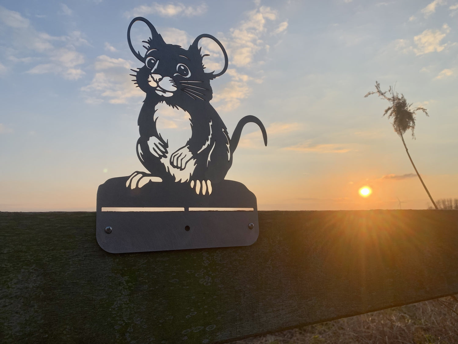 Muis
