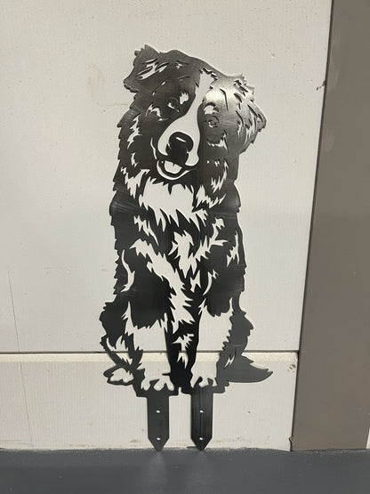 Australian Shepherd - Levensecht