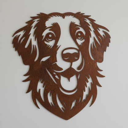 Nova Scotia duck tolling retriever (toller)