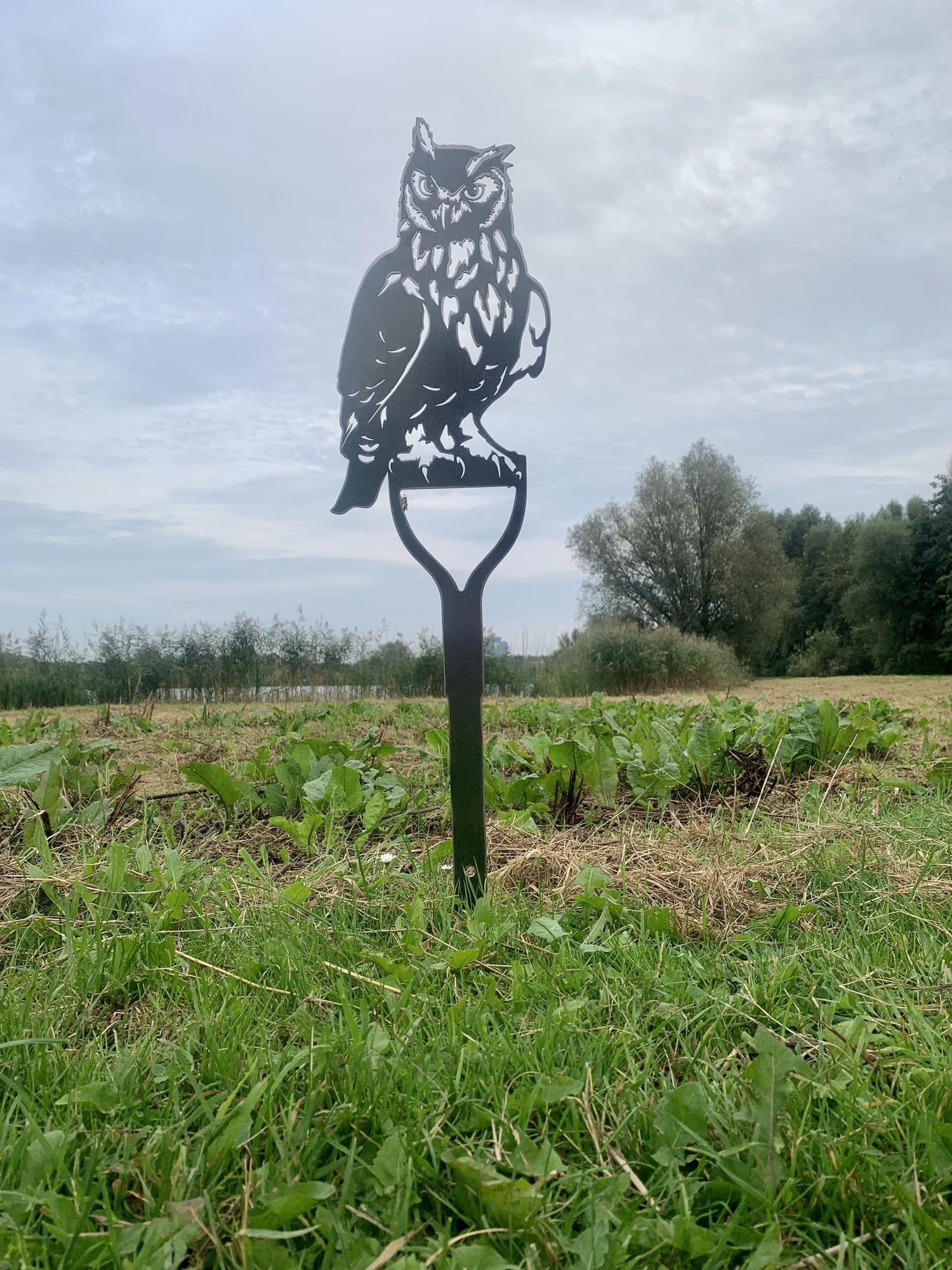 The Long-eared Owl