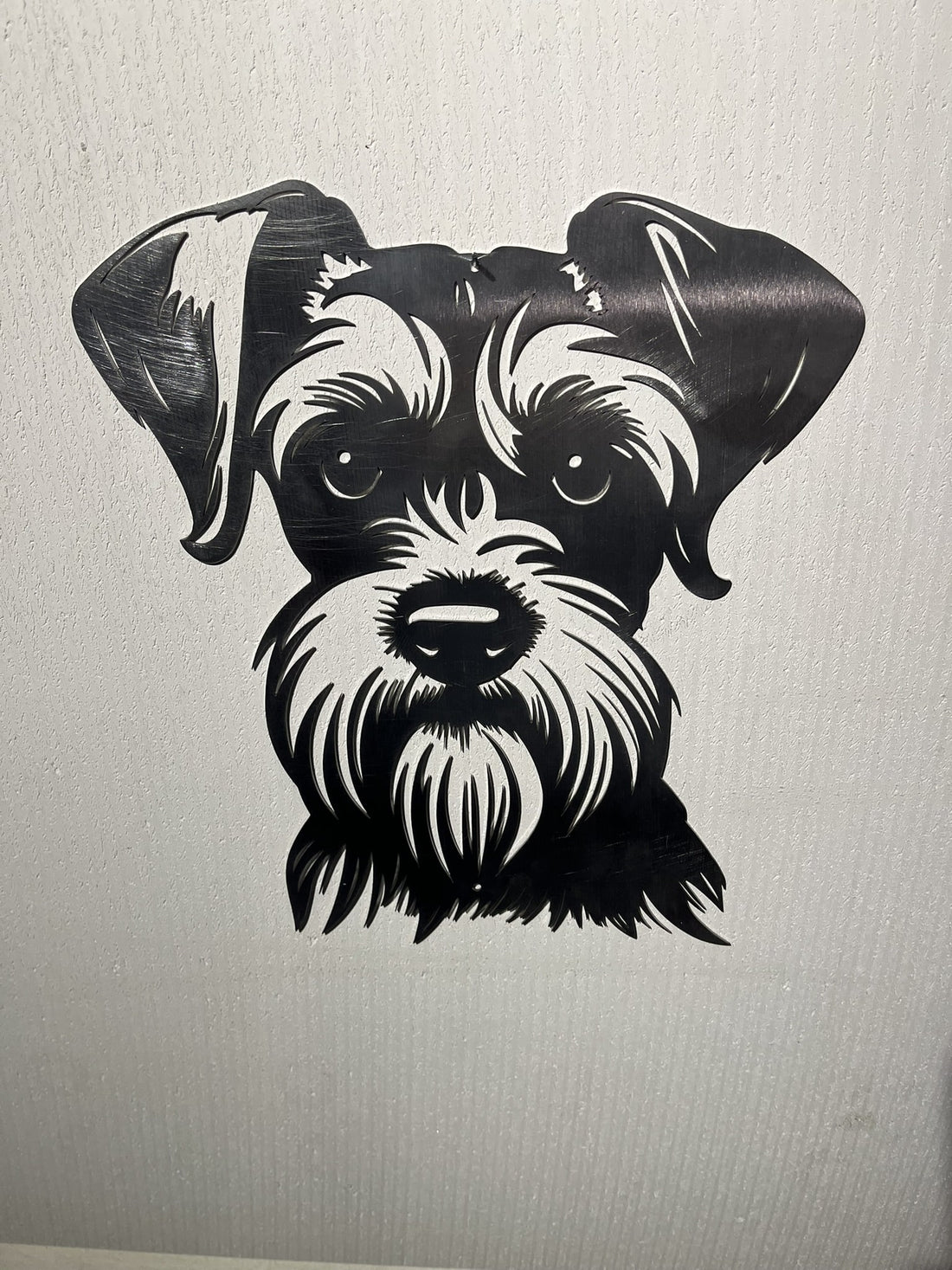 Der Zwergschnauzer