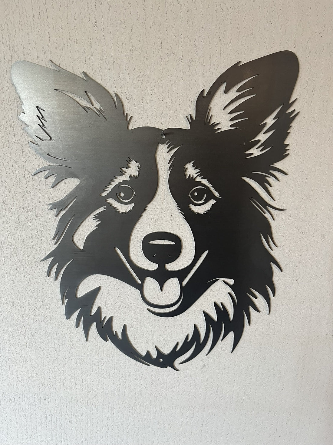 Sheltie