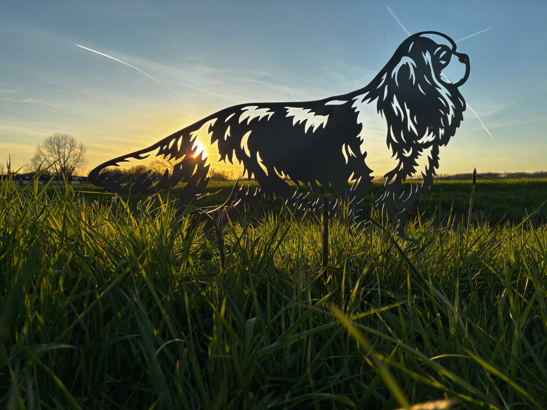 Cavalier King Charles Spaniël - Levensecht