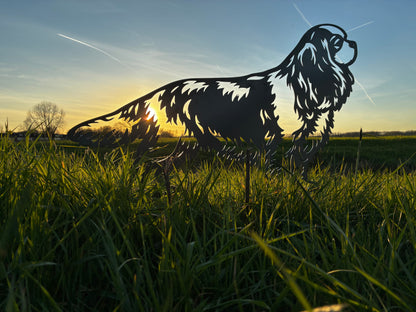 Cavalier King Charles Spaniel