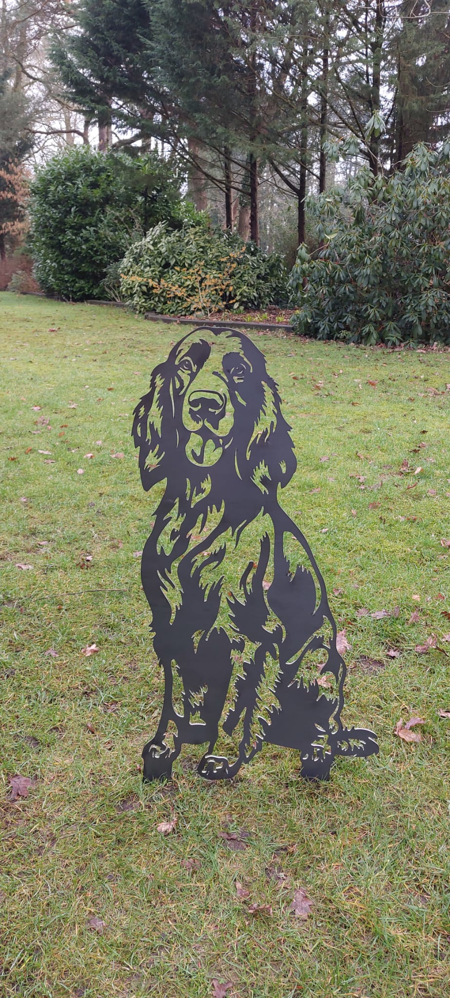Ierse setter - Levensecht