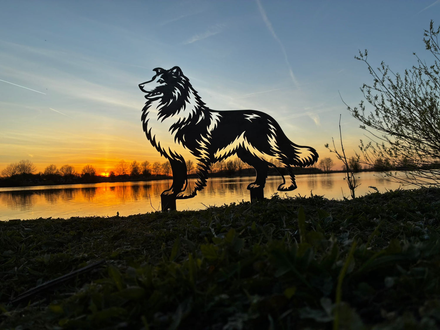 Schotse collie - Levensecht