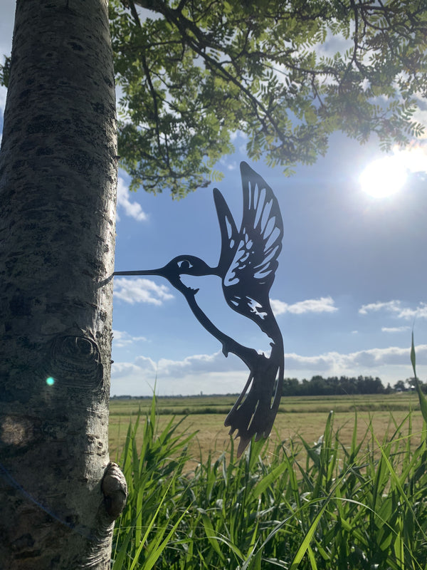 The Hummingbird